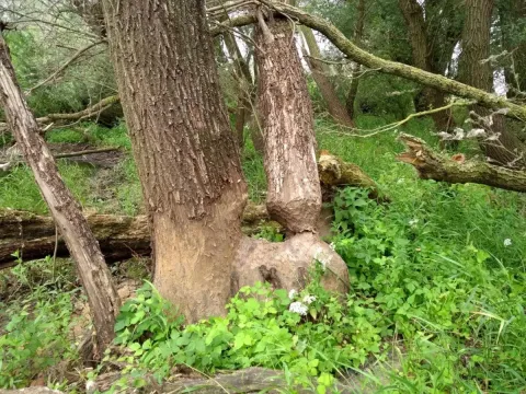 Figure 1: Severely gnawed adult white willow