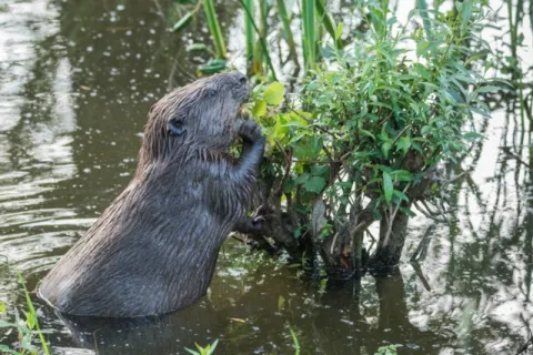 Beaver gnawing - Edwin Giesbers