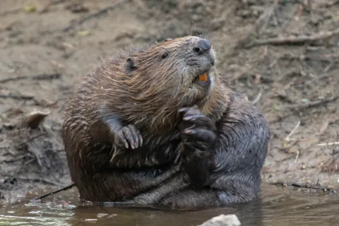 Beaver Grooming © Elliot McCandless