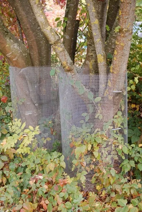 Mesh around trees - D. Gow